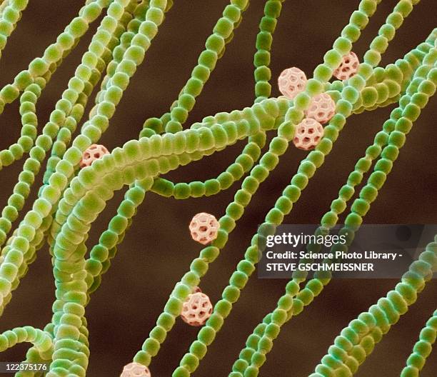 cyanobacteria, sem - algue bleue photos et images de collection