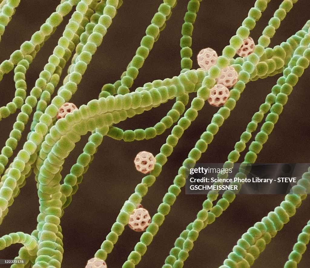 Cyanobacteria, SEM