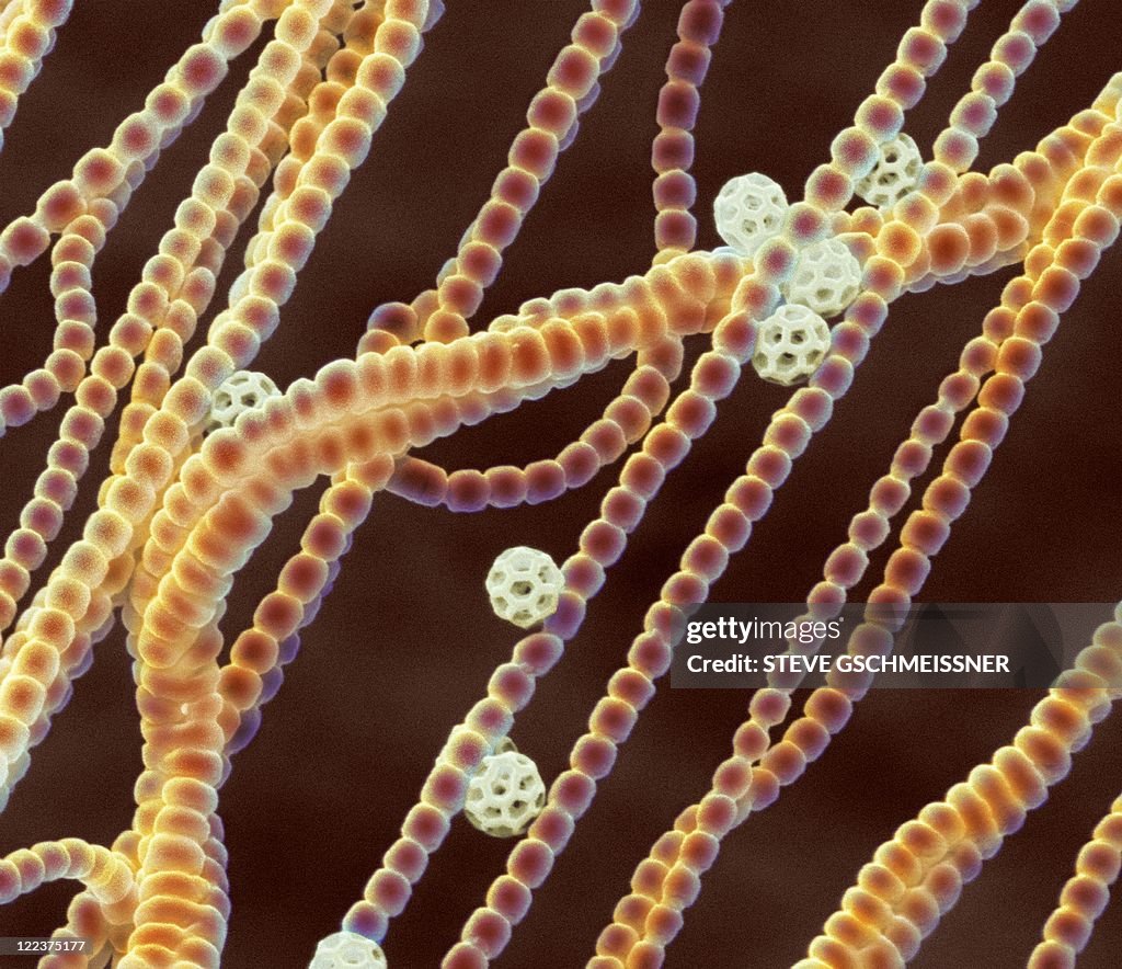 Cyanobacteria, SEM