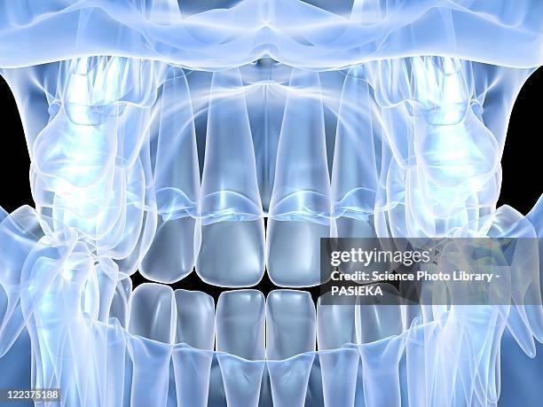 human skull with teeth, computer artwork - mandible stock-grafiken, -clipart, -cartoons und -symbole
