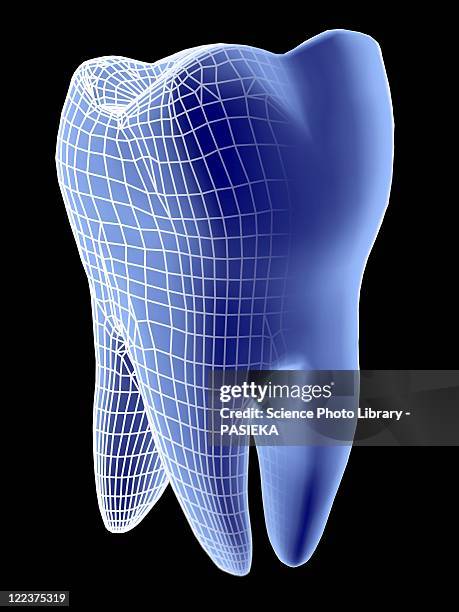 molar tooth - human teeth stock illustrations