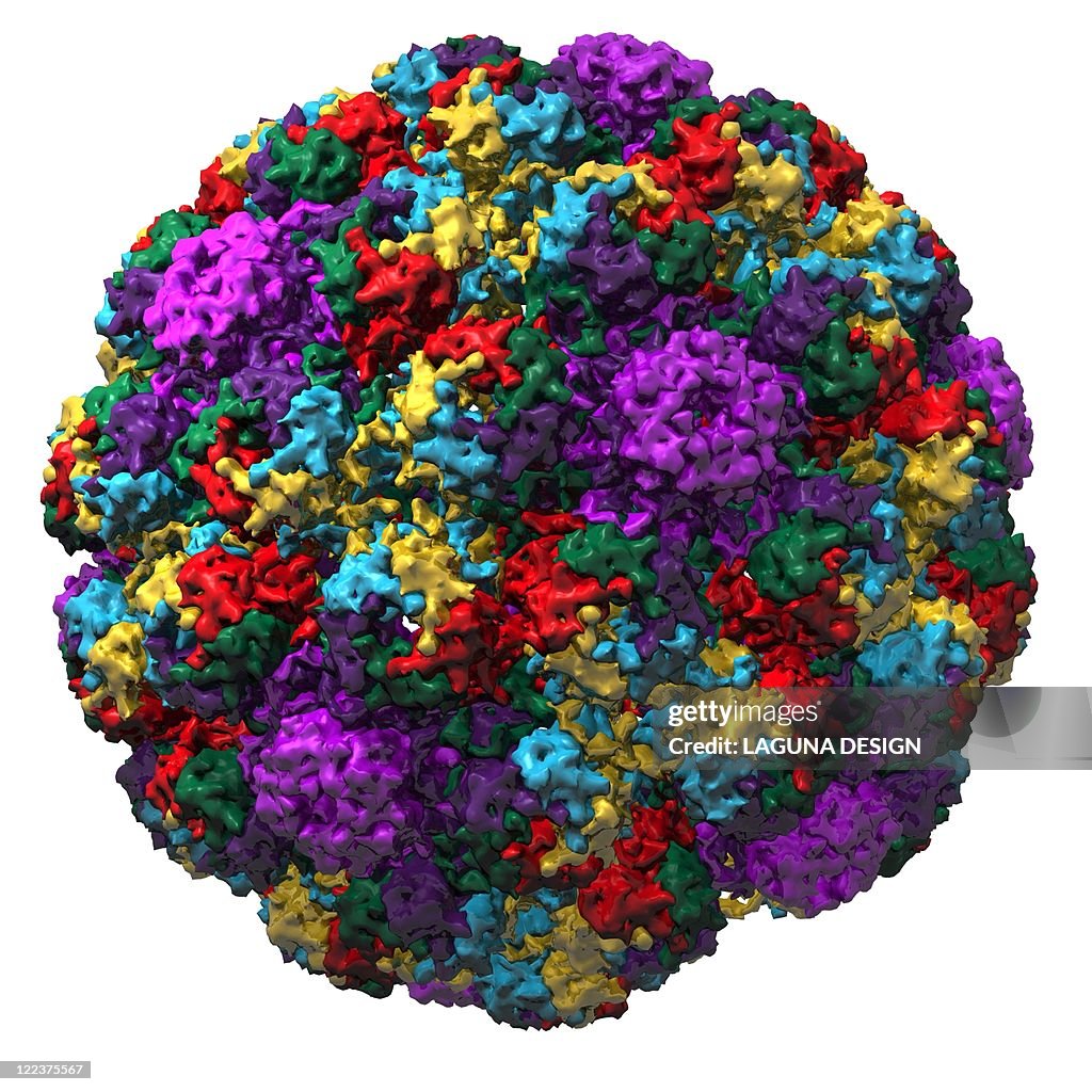 Simian virus 40 particle, molecular model
