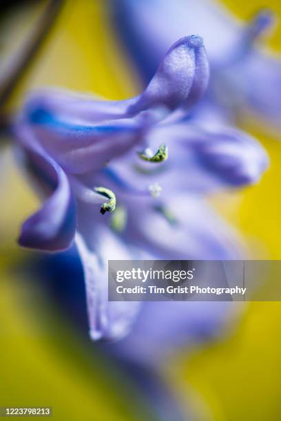 close up of bluebells - blue flower fotografías e imágenes de stock