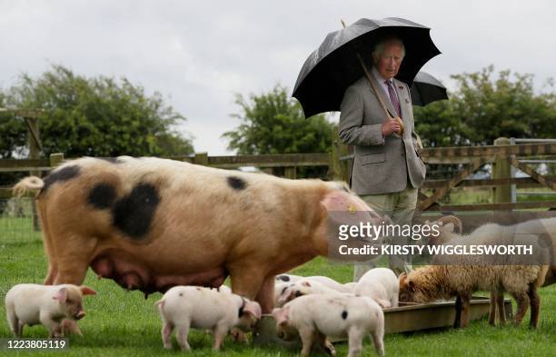 Britain's Prince Charles, Prince of Wales, reacts as he views Gloucestershire Old Spot piglets during his visit to Cotswold Farm Park near...
