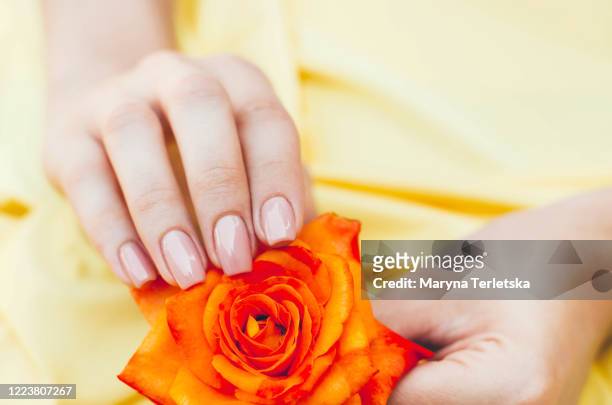 female hands are holding an orange rose in their hands. - nagelhaut stock-fotos und bilder