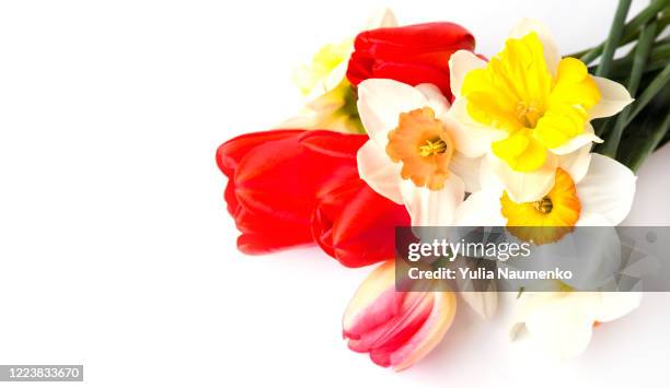 bouquet of spring flowers on a white background. white daffodils and red tulips. flower banner on a white background. greeting card for march 8. the first spring flowers. - narcissus mythological character 個照片及圖片檔