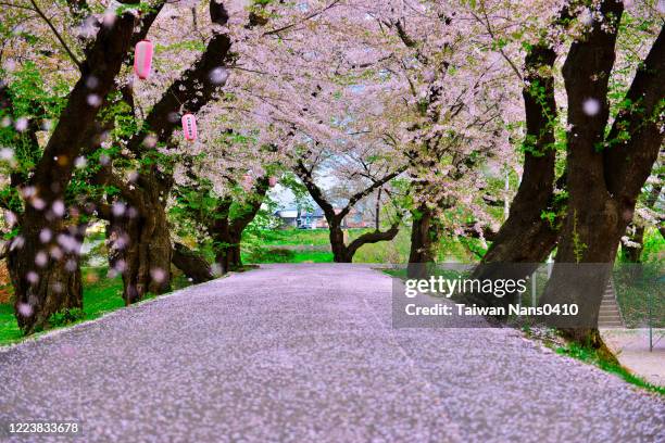 flower road - prefectura de iwate fotografías e imágenes de stock