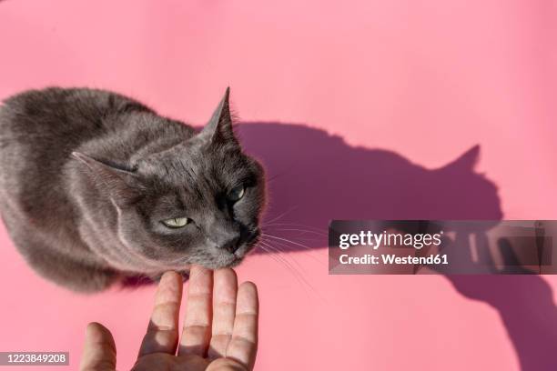 hand of woman petting russian blue cat - 猫 影 ストックフォトと画像