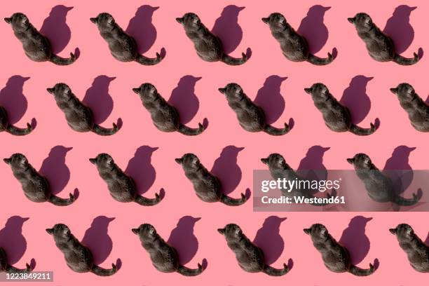 pattern of russian blue cat sitting against pink background - grupo grande de animales fotografías e imágenes de stock