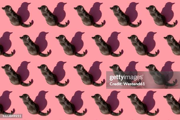 pattern of russian blue cat sitting against pink background - 猫 影 ストックフォトと画像