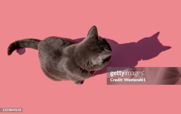 studio shot of russian blue cat sitting against pink background - russian blue cat stock pictures, royalty-free photos & images