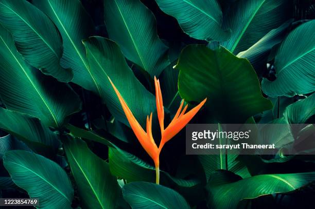 tropical leaves colorful flower on dark tropical foliage nature background dark green foliage nature - hawaiian heliconia stock pictures, royalty-free photos & images