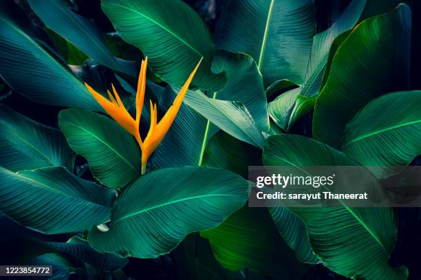 tropical leaves colorful flower on dark tropical foliage nature background dark green foliage nature - tropical flower stock pictures, royalty-free photos & images