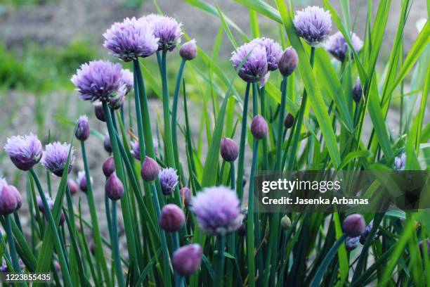 chives - chive stock pictures, royalty-free photos & images