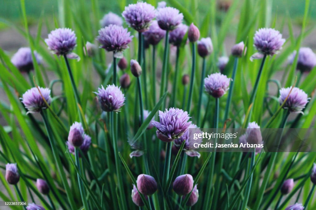 Chives