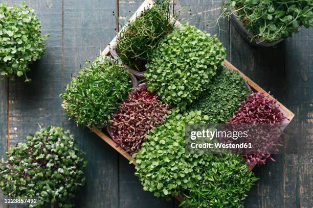 box with microgreens on wooden table - microgreen stock pictures, royalty-free photos & images