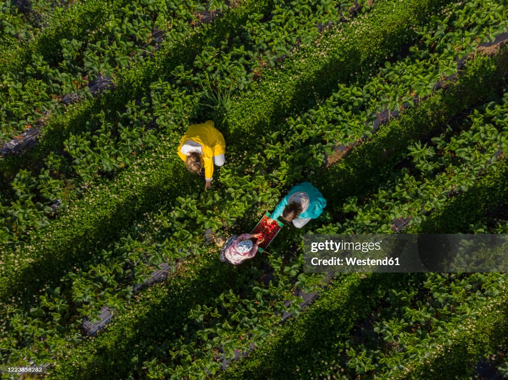 Picking strawberries on a field