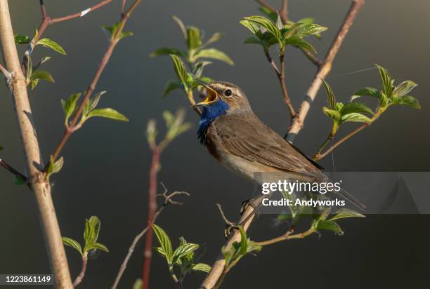 singing bluethroat (luscinia svecica ) - common dogwood stock pictures, royalty-free photos & images