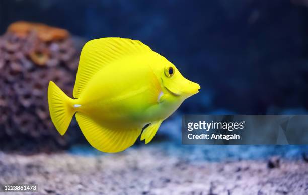 pesce, tang giallo, zebrasoma flavescens - pesce chirurgo foto e immagini stock