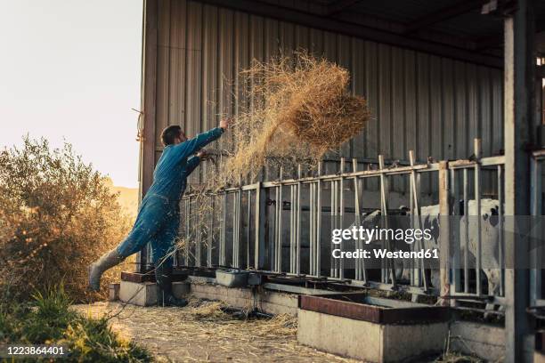 young farmer wearing blue overall while feeding straw to calves on his farm - botte de paille photos et images de collection