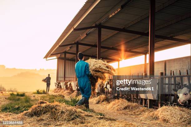 young farmer wearing blue overall while feeding straw to calves on his farm - bauernhof stock-fotos und bilder