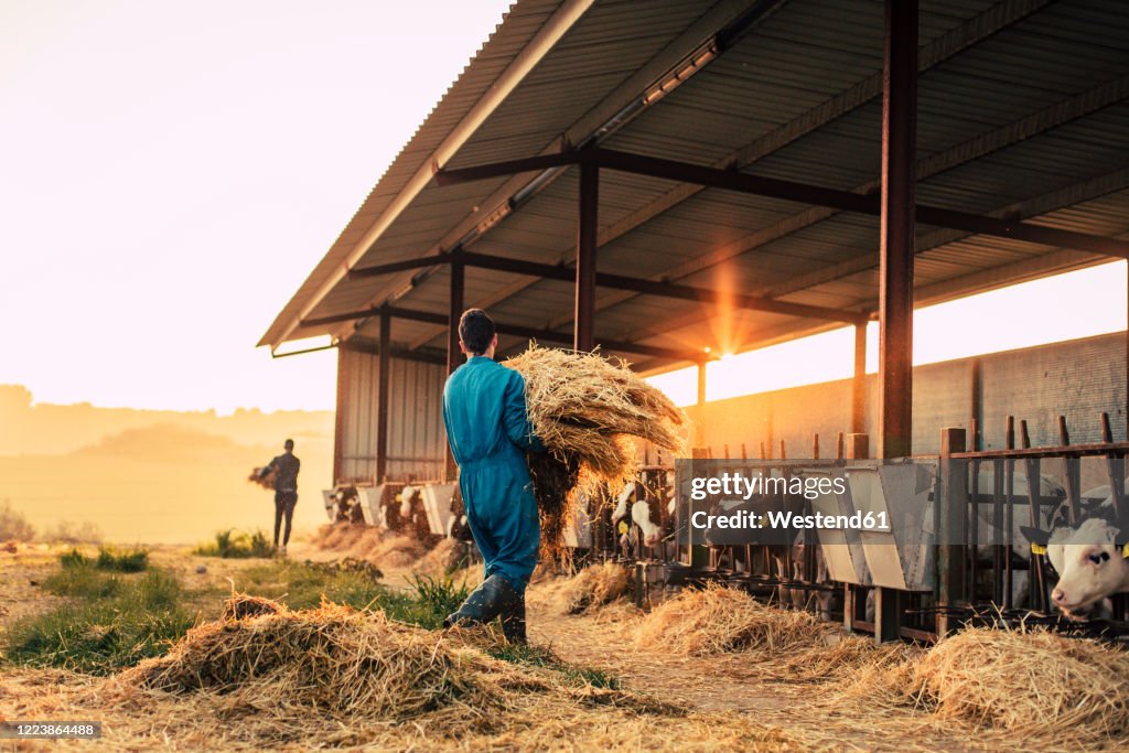 Young farmer wearing blue overall while feeding straw to calves on his farm