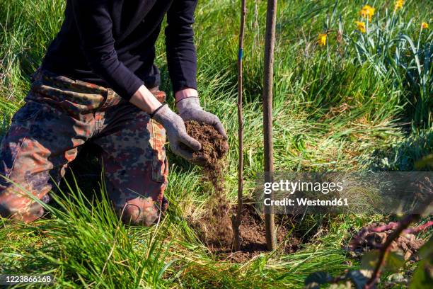 low section of woman planting cherry tree in organic garden - cerejeira árvore frutífera - fotografias e filmes do acervo