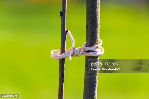 close-up of branch tied to stick in orchard - tie close up stock-fotos und bilder