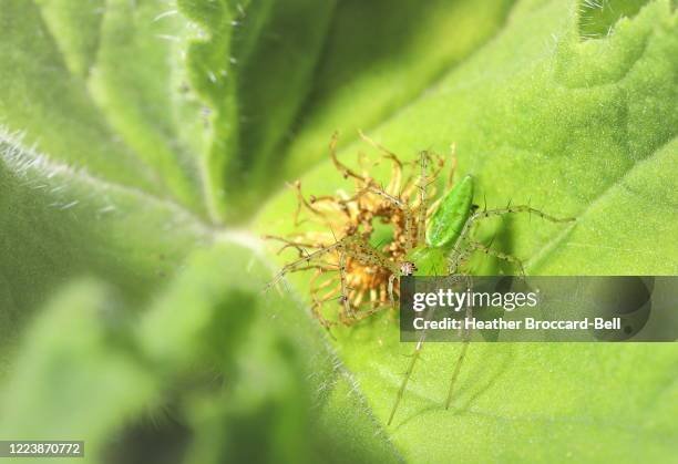 green lynx spider (peucetia viridans) on a geranium leaf (pelargonium sp.) - chelicera stock pictures, royalty-free photos & images