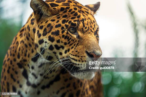 jaguar - jaguar animal stockfoto's en -beelden