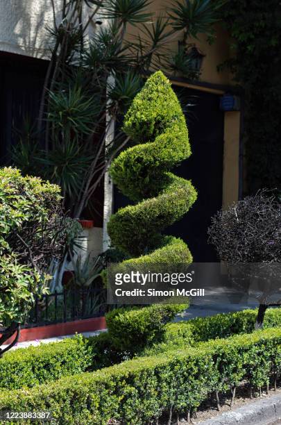 cypress tree pruned into a corkscrew shape in a kerbside garden bed - jardin haie photos et images de collection