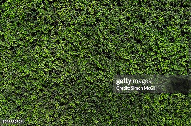 artificial money leaf boxwood plant plastic panels over a building's exterior wall - boxwood stock pictures, royalty-free photos & images