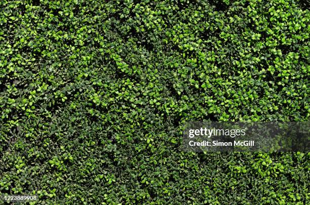 artificial money leaf boxwood plant plastic panels over a building's exterior wall - boxwood stock-fotos und bilder