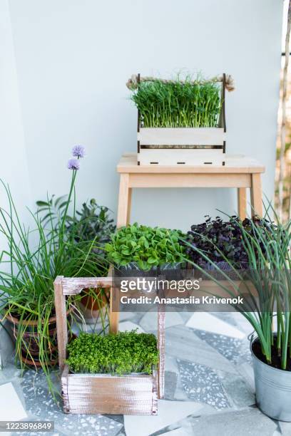 tiny, edible greens or shoots growing, placed on home balcony in urban flat. microgreens grown from the seeds of vegetables and herbs on rustic wood. microgreens used both as a visual and flavor component and healthy eating and vitamins. - balcony vegetables stock pictures, royalty-free photos & images
