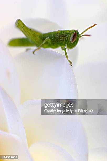 green grasshopper - jorge miguel blázquez fotografías e imágenes de stock