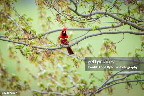 Cardinal Bird In Tree 2,135 Cardinal Bird Tree Stock Photos, High-Res Pictures, and Images ...
