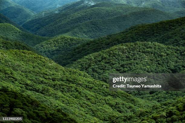 native forest of amami oshima - amami stockfoto's en -beelden