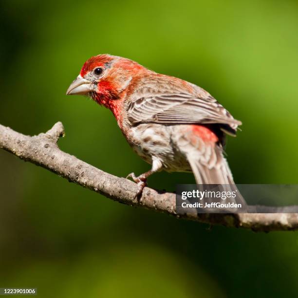 male house finch - house finch stock pictures, royalty-free photos & images