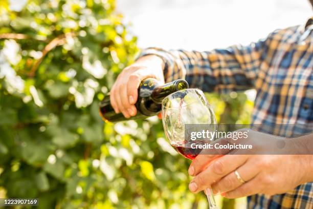 wine harvest - czech republic wine stock pictures, royalty-free photos & images