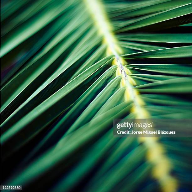 green leaf - jorge miguel blázquez fotografías e imágenes de stock