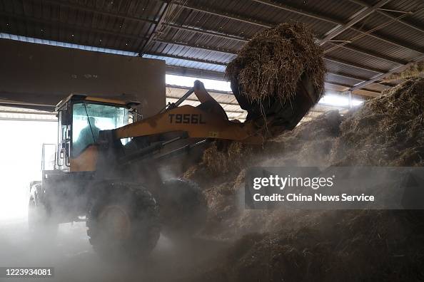 Fodder Worker A worker prepares cattle fodder with a front loader at a cattle farm ...