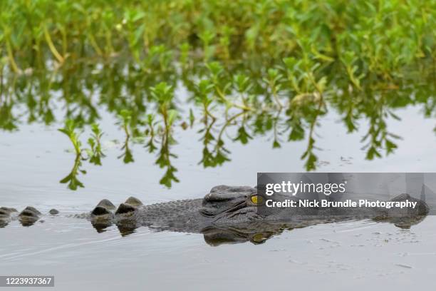 saltwater crocodile, northern territory, australia - australian saltwater crocodile stock pictures, royalty-free photos & images