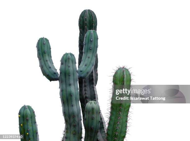 cactus isolated on white background - kaktus stock-fotos und bilder