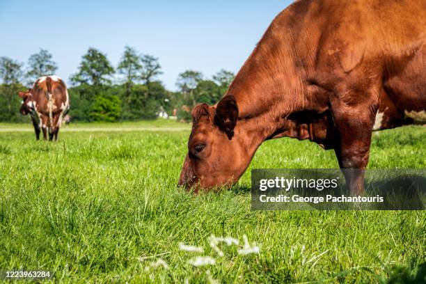 close-up photo of a cow eating grass - cows eating stock pictures, royalty-free photos & images