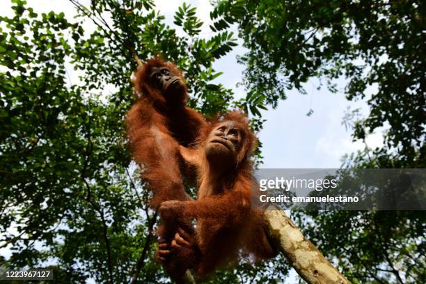 semi-wild sumatran orangutan mother with baby in the gunung leuser national park, sumatra island, indonesia - leuser orangutan stock pictures, royalty-free photos & images