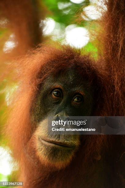 semi-wild sumatran orangutan mother with baby in the gunung leuser national park, sumatra island, indonesia - leuser orangutan stock pictures, royalty-free photos & images