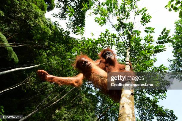 semi-wild sumatran orangutan mother with baby in the gunung leuser national park, sumatra island, indonesia - gunung leuser national park foto e immagini stock