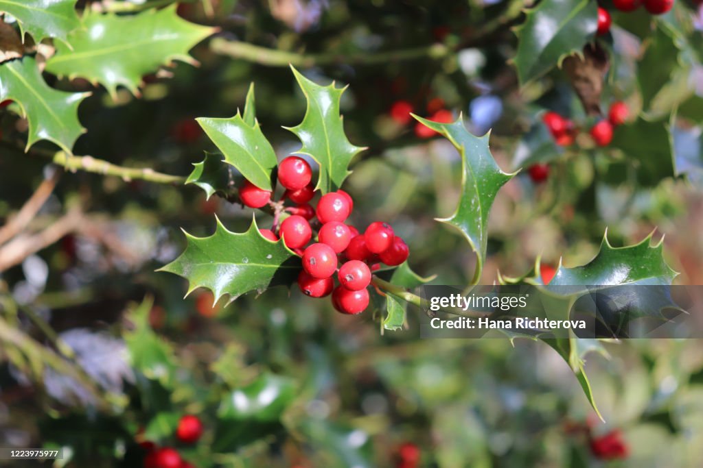 Ilex, or holly, It is a genus of small, evergreen trees with smooth, glabrous, or pubescent branchlets. The plants are generally slow-growing.
