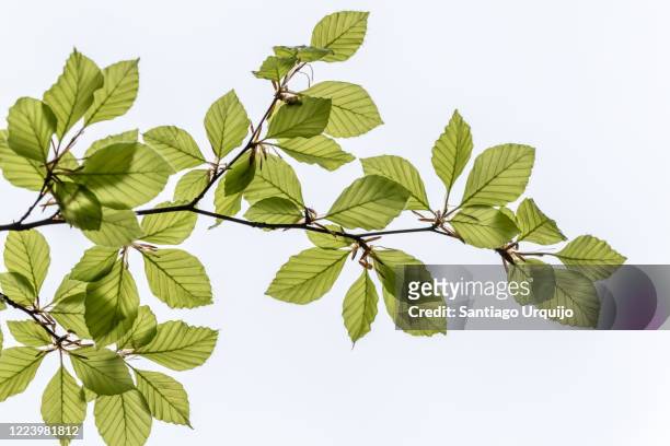 beech leaves against the sky - limb stock pictures, royalty-free photos & images