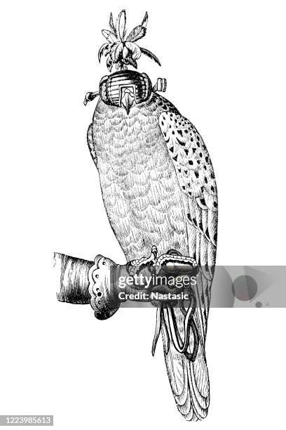 stockillustraties, clipart, cartoons en iconen met valkerij opgeleide goshawk op falconers hand - falconry